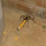 Araignées sous addictifs