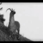 Documentaire sur ce mystérieux animal qu’est le Dahu