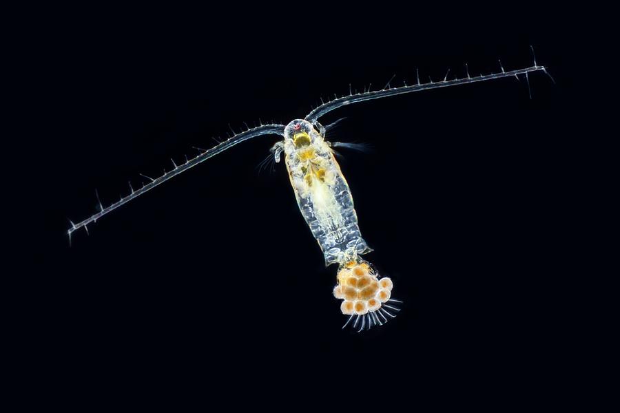 copepode