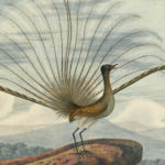 Le Ménure Superbe, cet incroyable oiseau-lyre