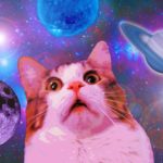 Révélation – La véritable identité des chats